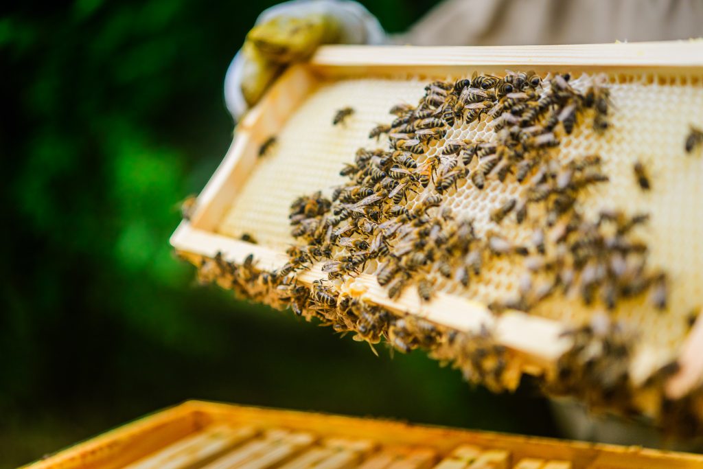 Beekeeper with honeycomb taken out from the beehive.