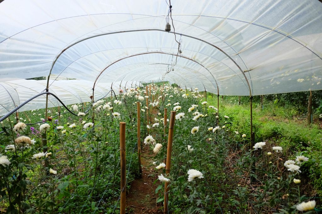 Blooming agriculture Chrysanthemum flowers farm in nursery roofs on the mountain in Thailand