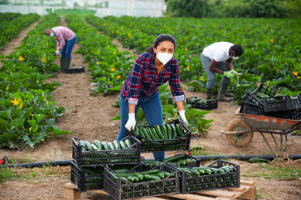 Brazilian woman in medical face mask working on farm field in spring day, harvesting organic zucchini. Concept of new life reality and precautions in coronavirus pandemic