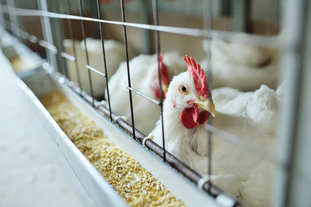 broiler chickens eat food close-up on a poultry farm. Food industrial production of chickens.