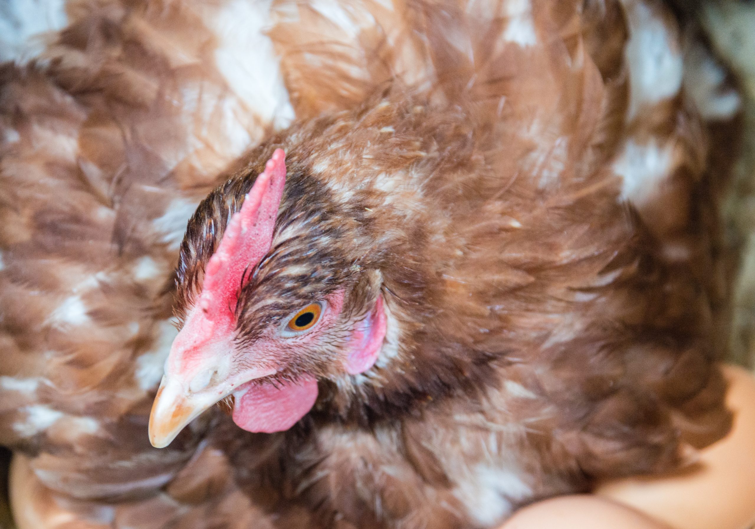 Broody Hen Laying an Egg