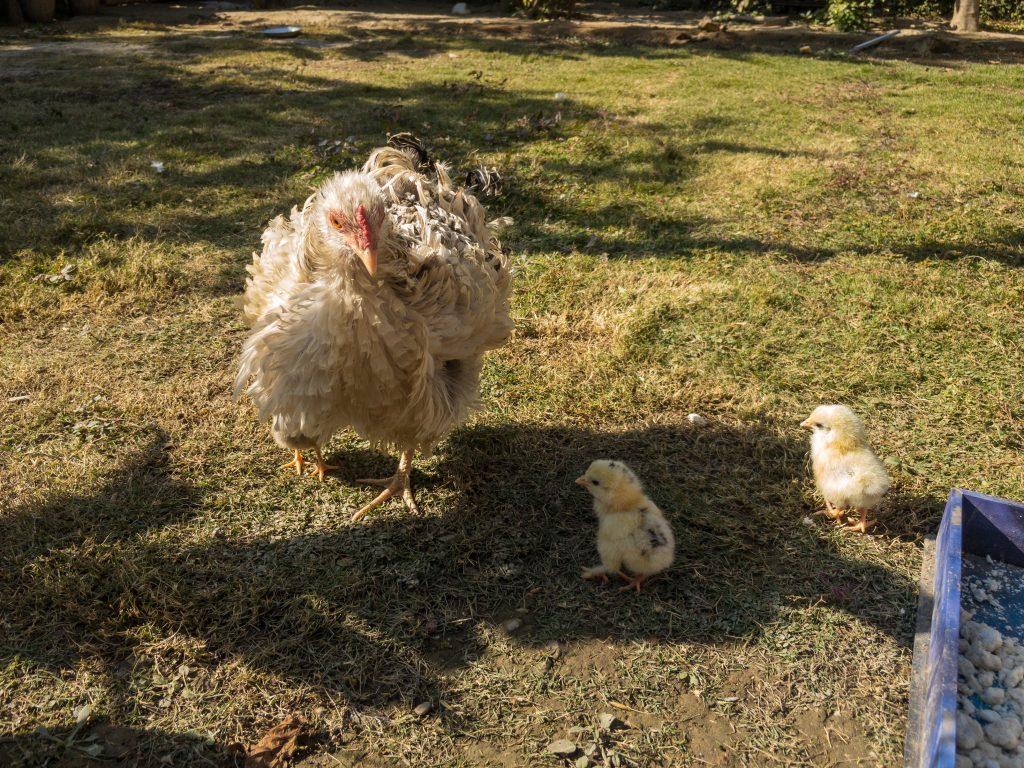 Broody hen with new born chick