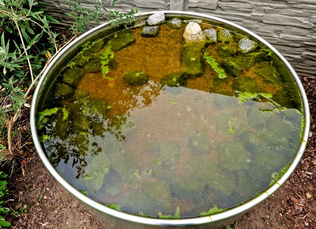 brown flower pots in the garden, park filled with water. the surface of the flowerpot is intentionally rusty in design. inside ornamental aquatic plants. stainless steel, cyperus papyrus, mini, corten, drinking, water, bird, bee, drink