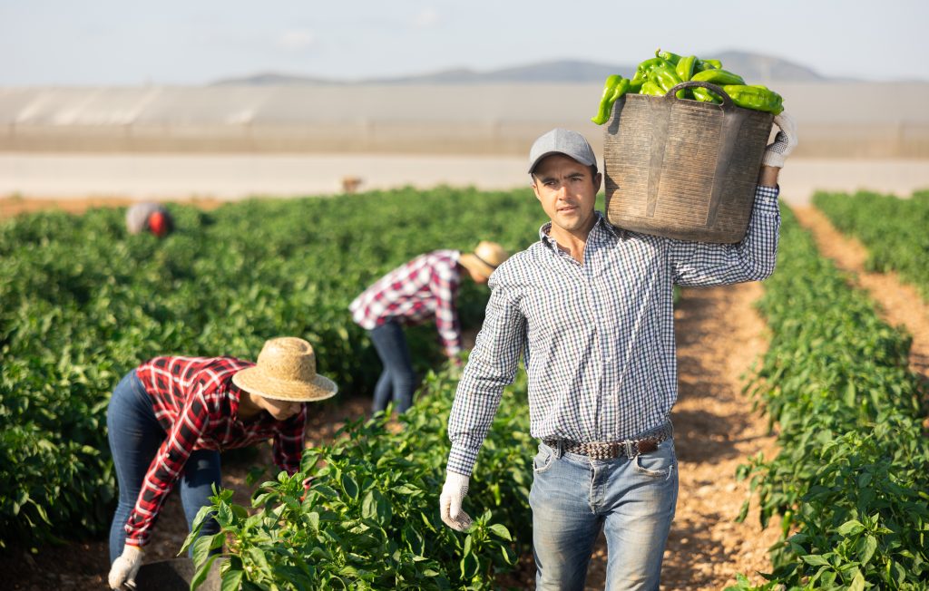 Caucasian man harvesting green pepper on vegetable field, carrying bucket.