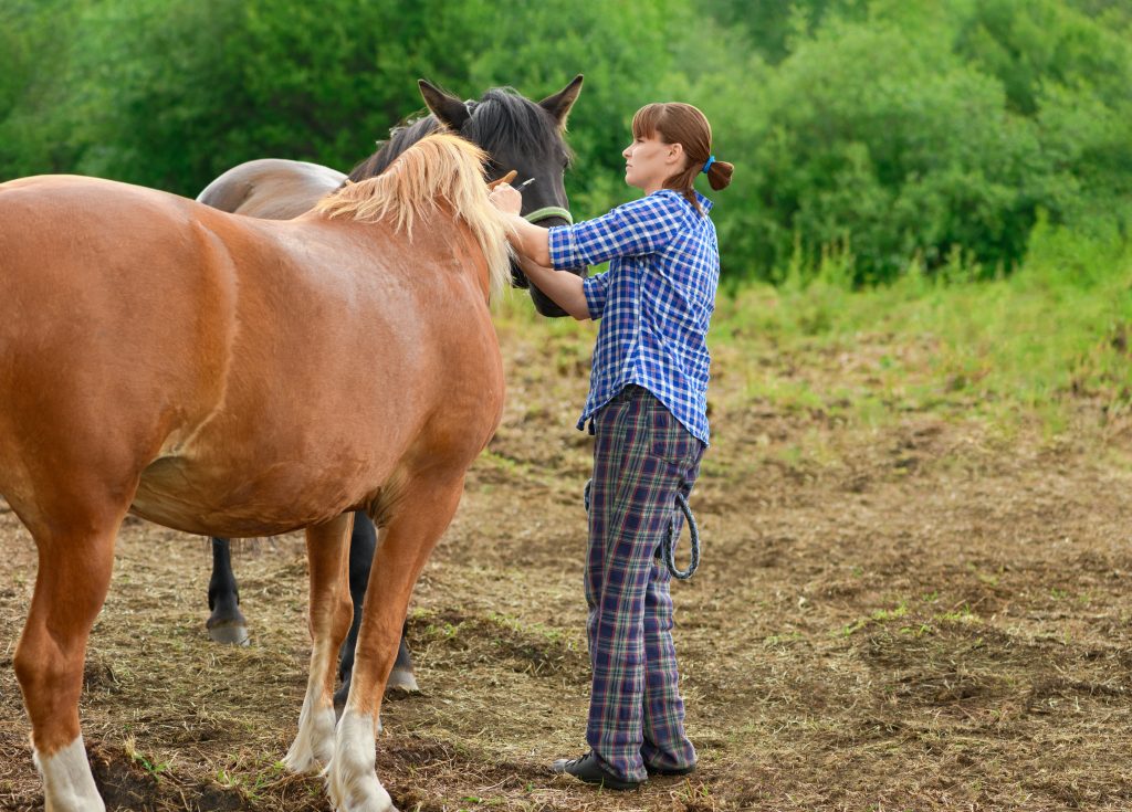 Caucasian woman and two horses are on pasture. Female groom is fitting halter on the head of draft mare. Conceptual theme of domestication of animals.