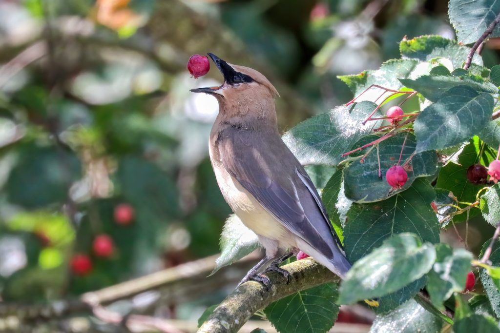 Cedar waxwing eating berries in a park