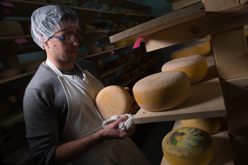 Cheese maker cleaning cheeses in his workshop