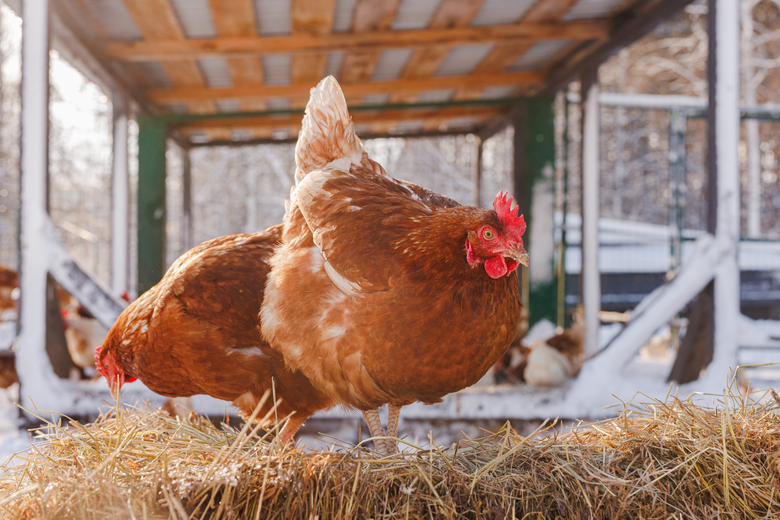 chicken eats feed and grain on eco poultry farm, free range poultry farm