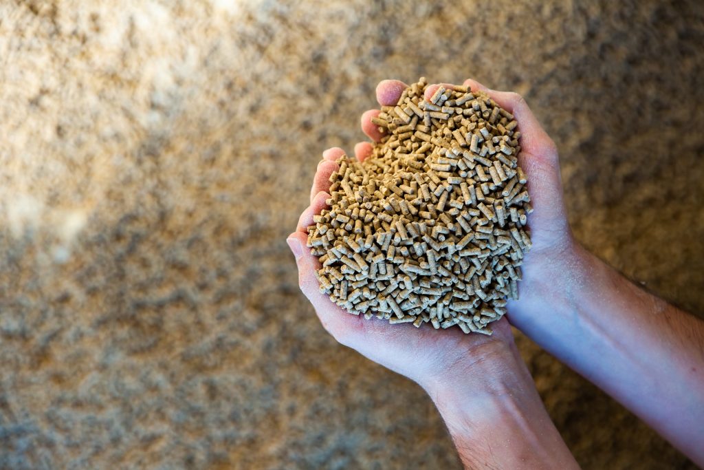 Close up image of hands holding calf feed at a stock yard