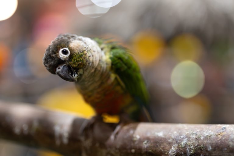 Close-up of Green cheeked conure looking at camera. The cute parrot tilts its head and looks at the camera.