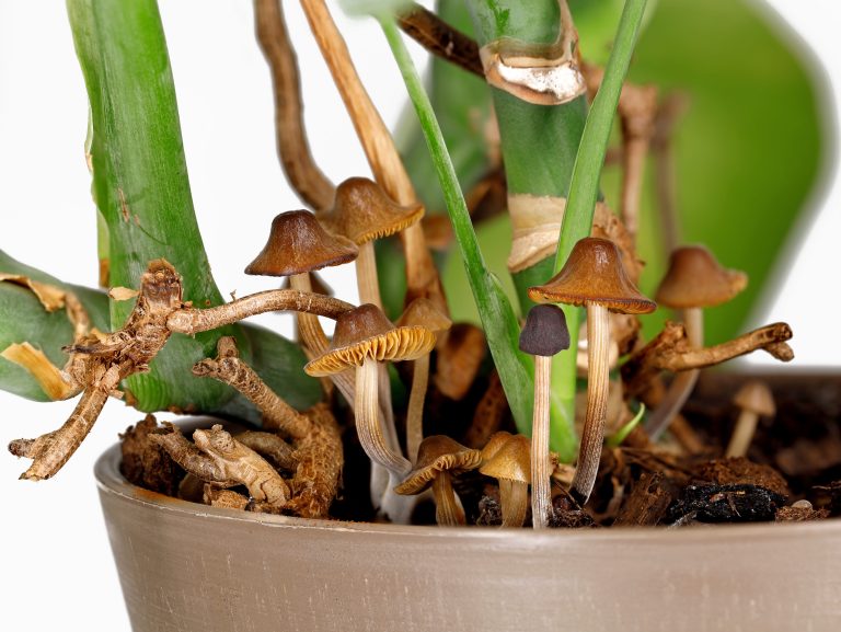 close up of small brown mushrooms growing in a plastic pot of a Monstera plant, fungal infestation in the potting soil of indoor plants.