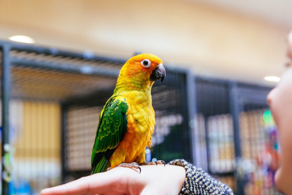 Close-Up Of Sun Conure On Woman Hand