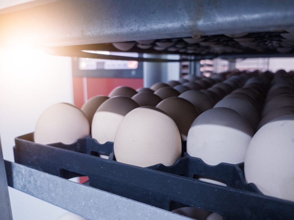 Close up the eggs on the trolley with concept technology of smart incubation hatchering machine. Modern hatchery  technology.