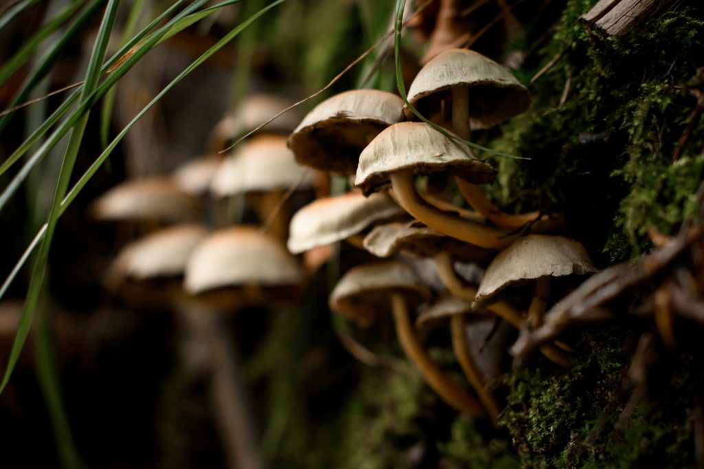 Close-up view of poisonous mushroom Hypholoma fasciculare grows in autumn forest between dry leaves and tree branches