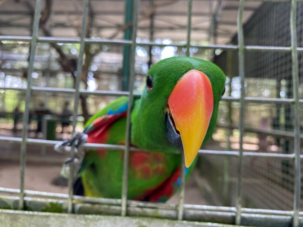 closed up colourful parrots in cage wire.