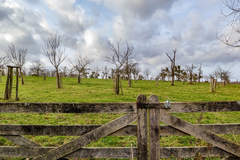 Closeup of closed wooden gate of an orchard with bare fruit trees against stormy sky in background, green grass on hill, a cloudy winter day in Bilzen, Limburg, Belgium