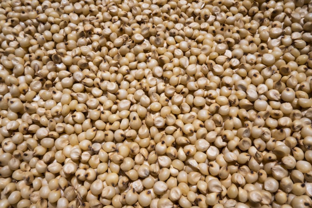 closeup view of a white millet (sorghum) Jowar is commonly called by various names across India- jwaarie, jowar, jola, or jondhalaa and is used to make bhakri, jowar roti, or jolada rotti