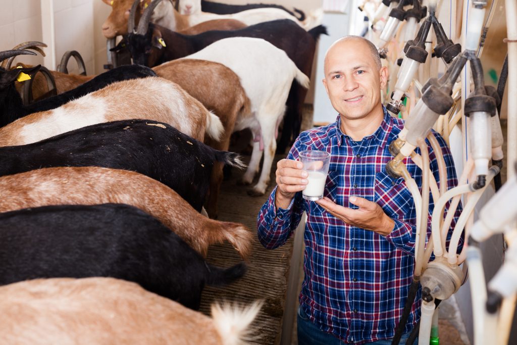 Confident smiling owner of goat farm approvingly demonstrating goat milk in milking shop