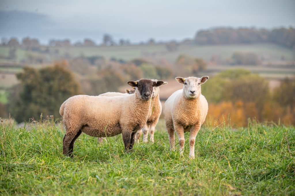 Countryside background and sheep