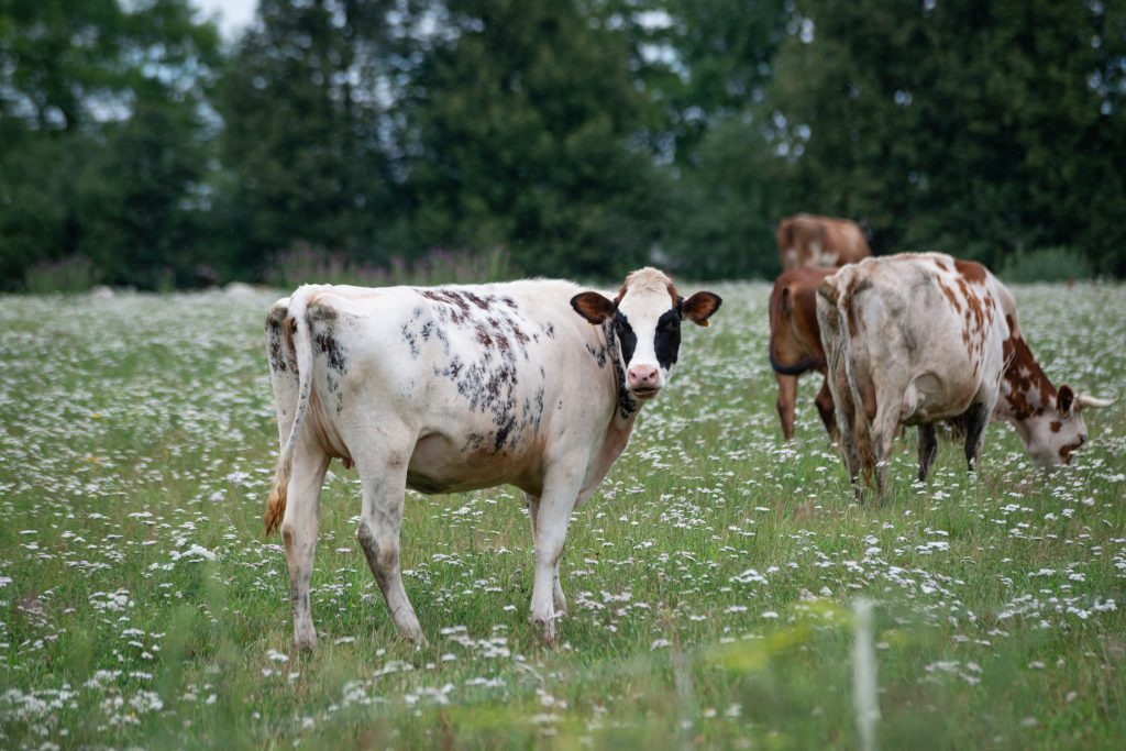 Cows graze on green grass next to the forest. A white cow with black spots has turned its head and is looking directly into the camera.