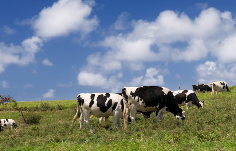 Cows grazing next to a wind turbine