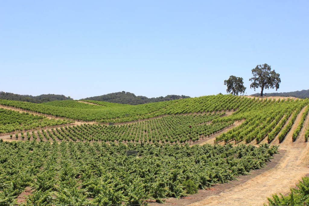 Crop Rotation evident in a field of grapevines near Paso Robles.