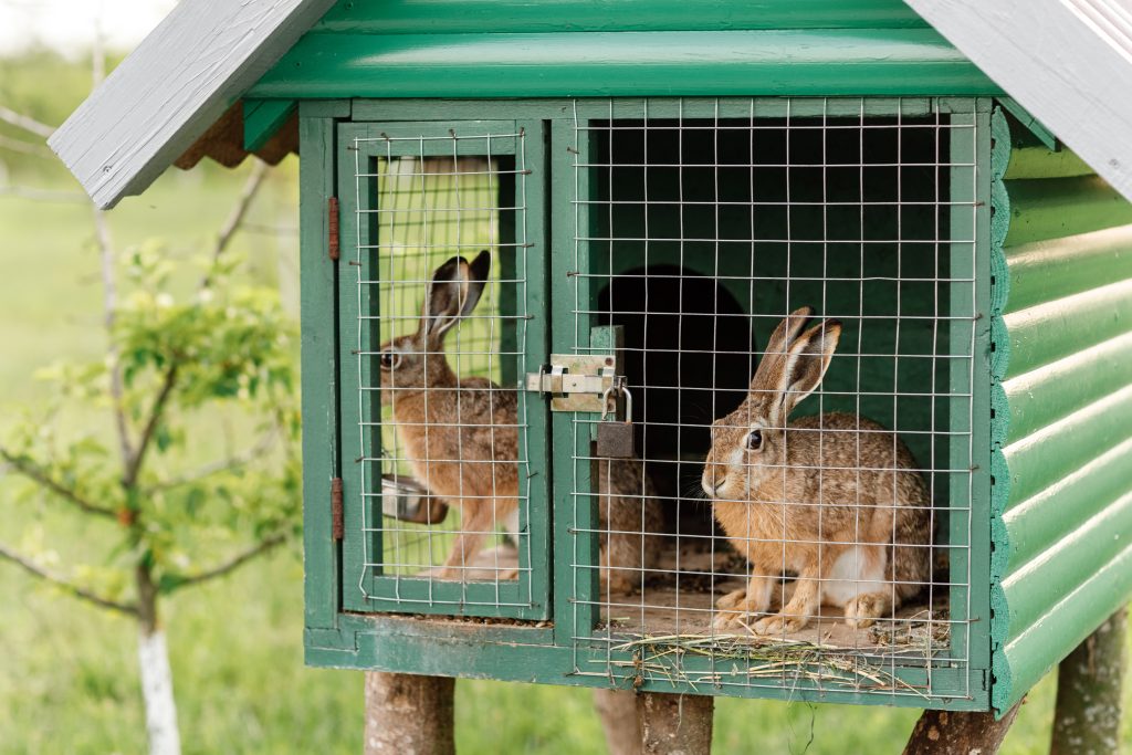 Domestic furry red and gray farm rabbits bunny behind the bars of cage at animal farm, livestock food animals growing in cage