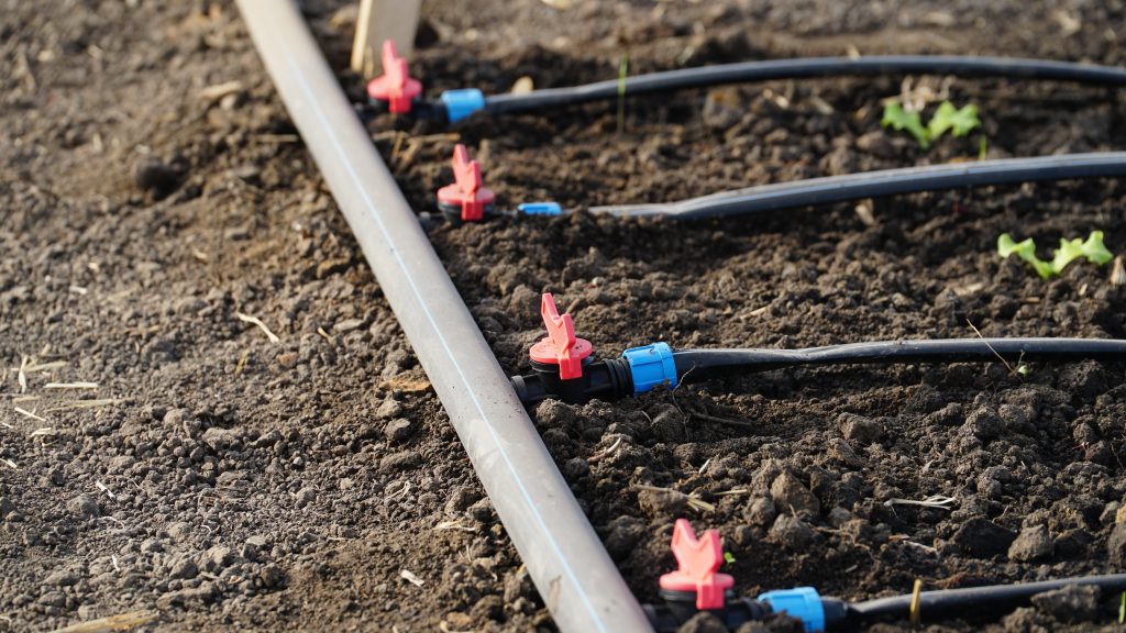 drip irrigation. Green seedlings growing in the drip system. n