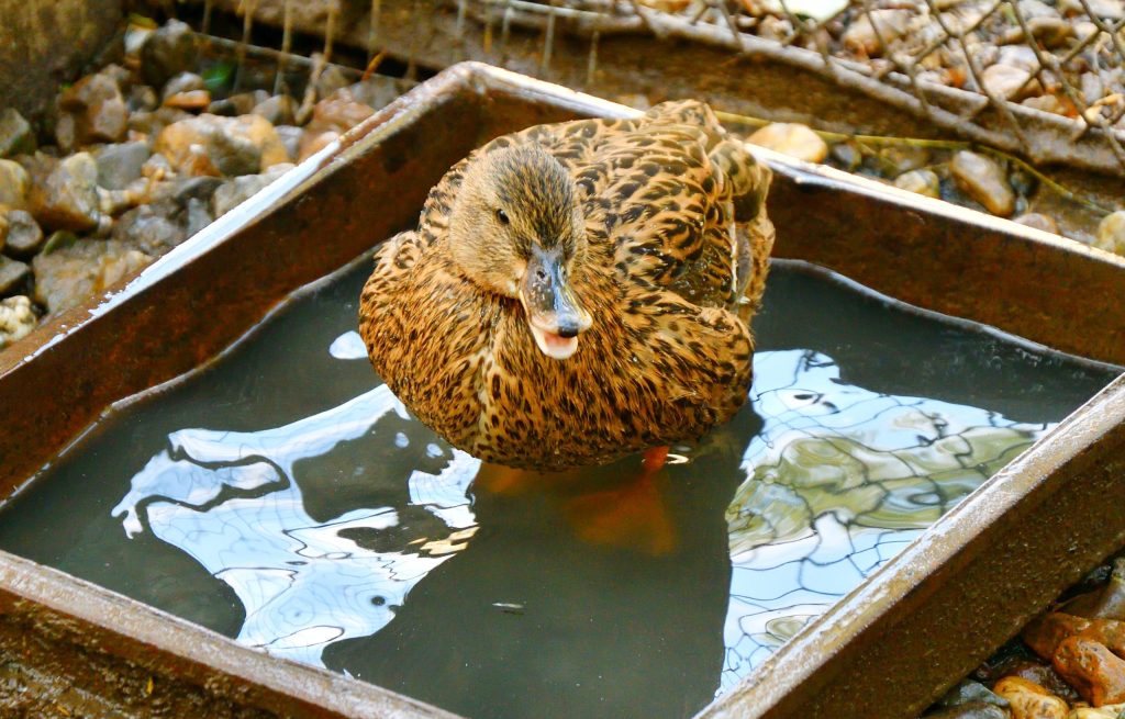 Ducks at the farm on a summer day