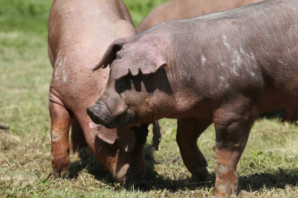 Duroc pigs grazing on the meadow