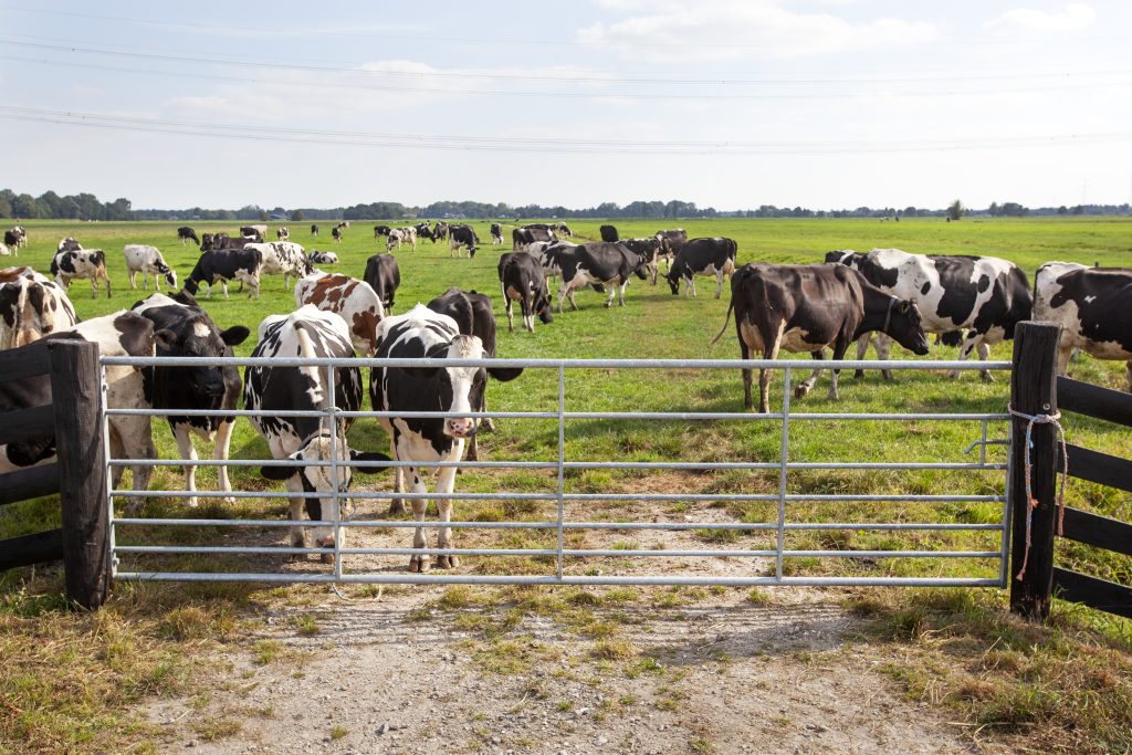 Dutch milk cows behind a fence in meadow in Krimpenerwaard