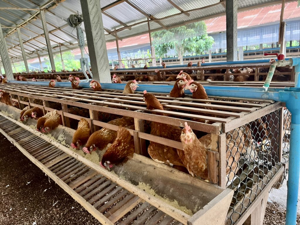 egg laying chicken farm