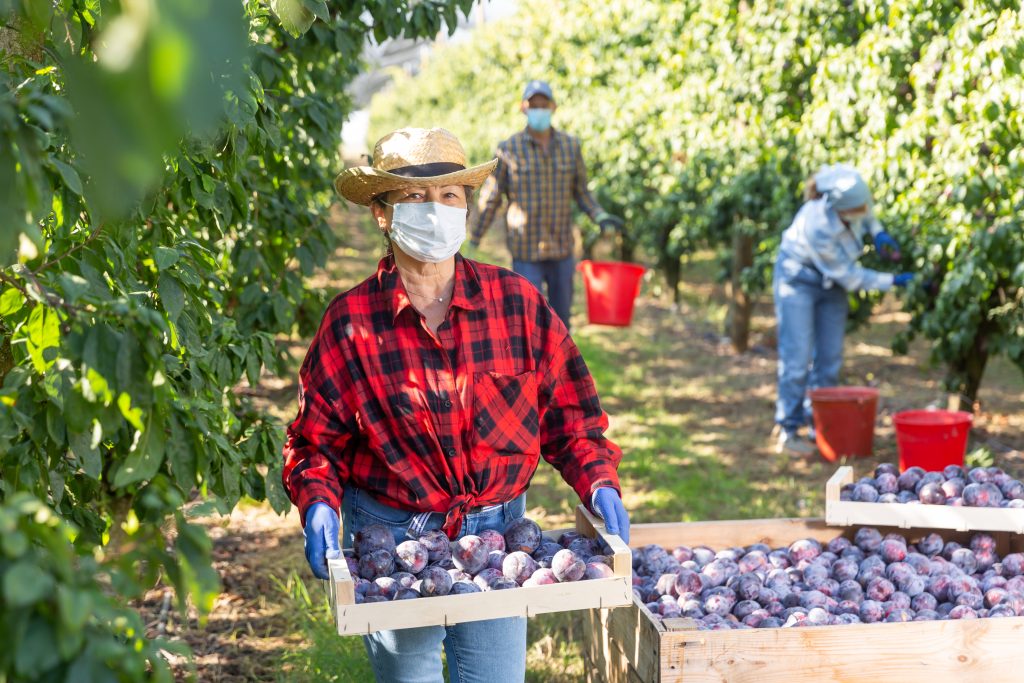 Elderly female farmer wearing protective face mask working in summer orchard while harvesting ripe purple plums. Concept of work in context of coronavirus pandemic