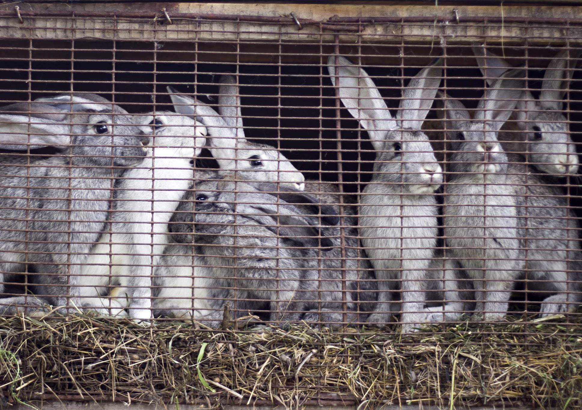 family of gray rabbits on the farm sitting in a cage.