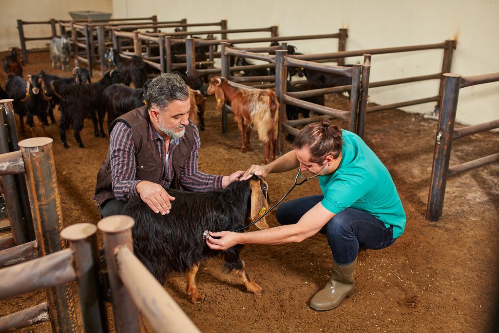 Farmer and veterinarian examining to goat.