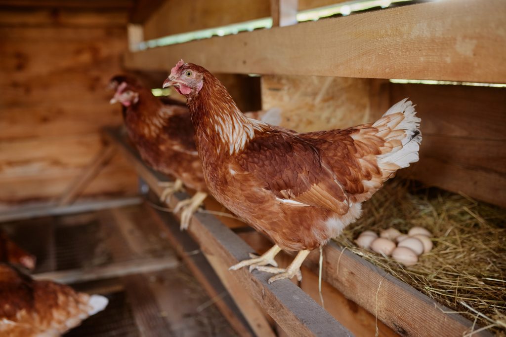 farmer collects eggs at eco poultry farm, free range chicken farm