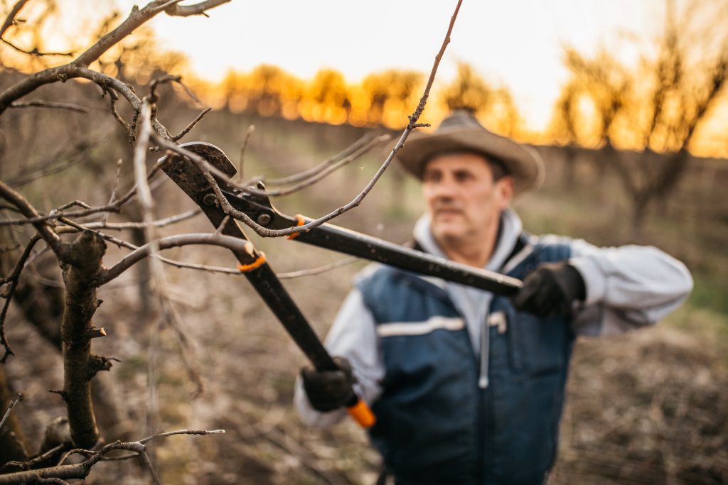 Farmer pruning fruit trees in orchard