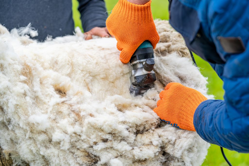 Farmer shearing the sheep and wool. Agricultural farming and shearing the sheep.