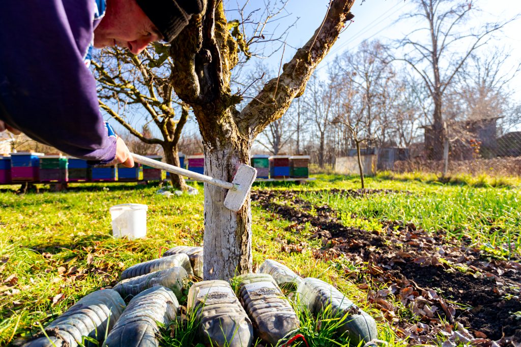 Farmer use brush, whitewashing fruit trunk as method of heat protection of Sun, slows down vegetation, blooming at early spring. Painting lime against diseases, fungus, or damage bark by rodents.