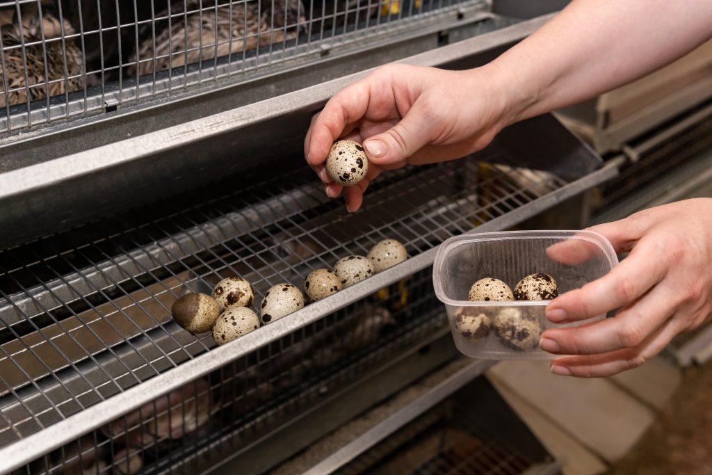 farmer's hands collect quail eggs from the battery cage tray