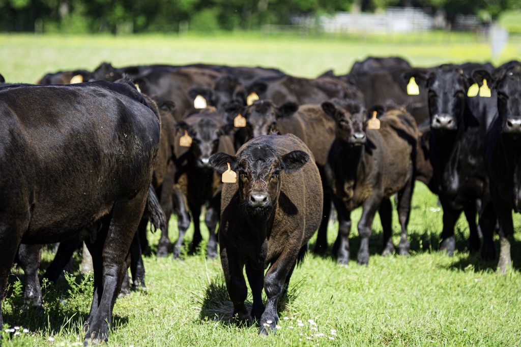 Fat Angus beef calf walking toward the camera while surrounded by herdmates.