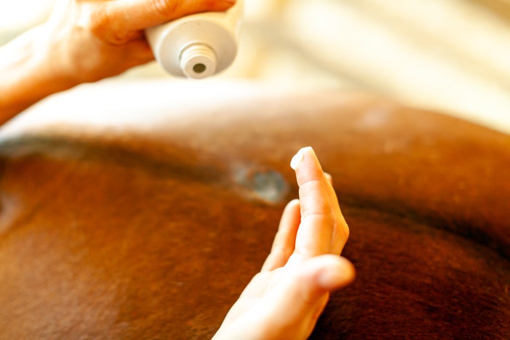 Female Hands Applying Special Lubricant on Horse back Injury Spot