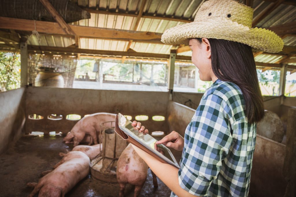 Female Veterinarian Inspecting Pigs In Shed