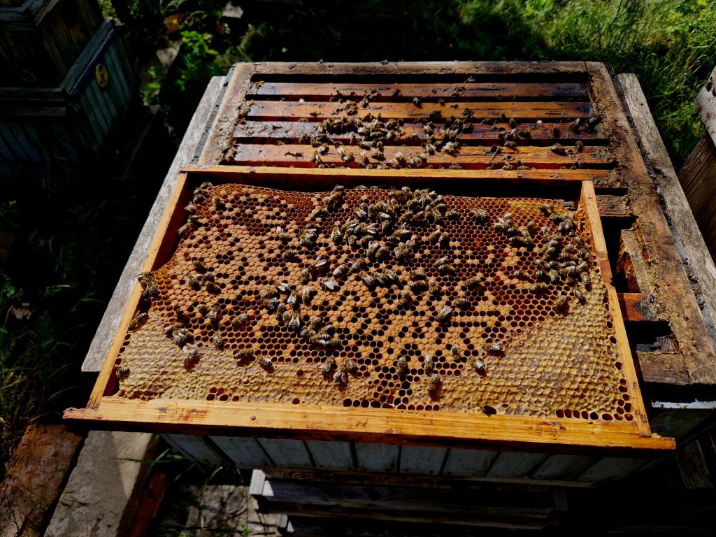 finding a queen in a bee colony if she is not marked is difficult. an experienced beekeeper looks for her queen among the worker bees. it is slightly larger and has an elongated body. she lays her egg, apiarist, complication, find, seek, laying, seek out, apis mellifera, apis mellifera, training, mated queen, reproduction, virgin, output