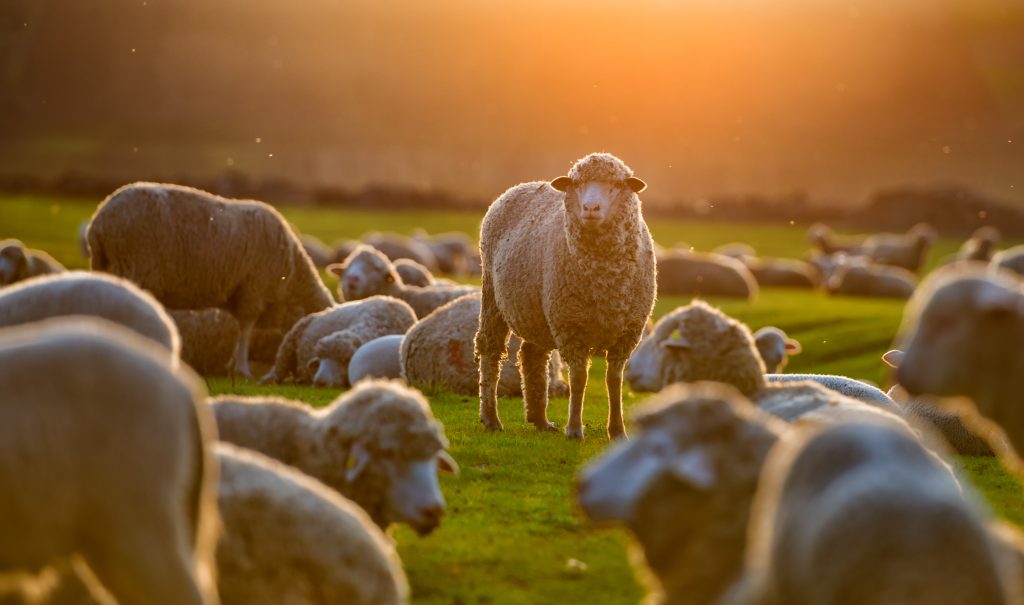 Flock of sheep at sunset