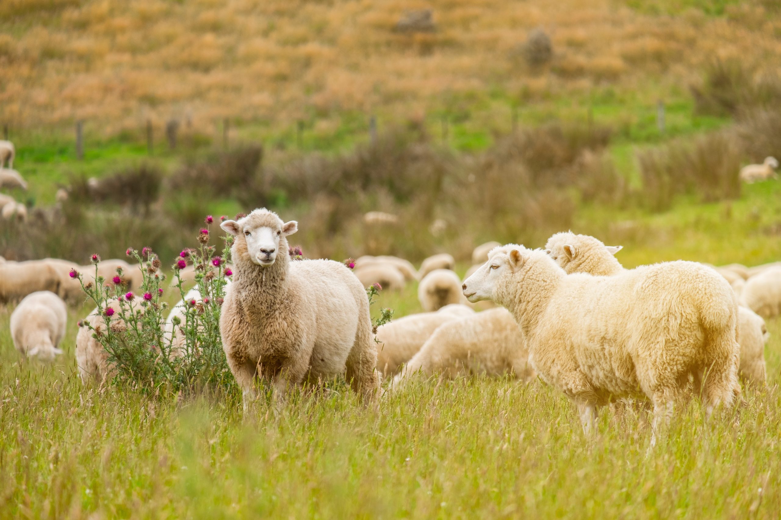 Flock of sheeps grazing in green farm in New Zealand with warm sunlight effect