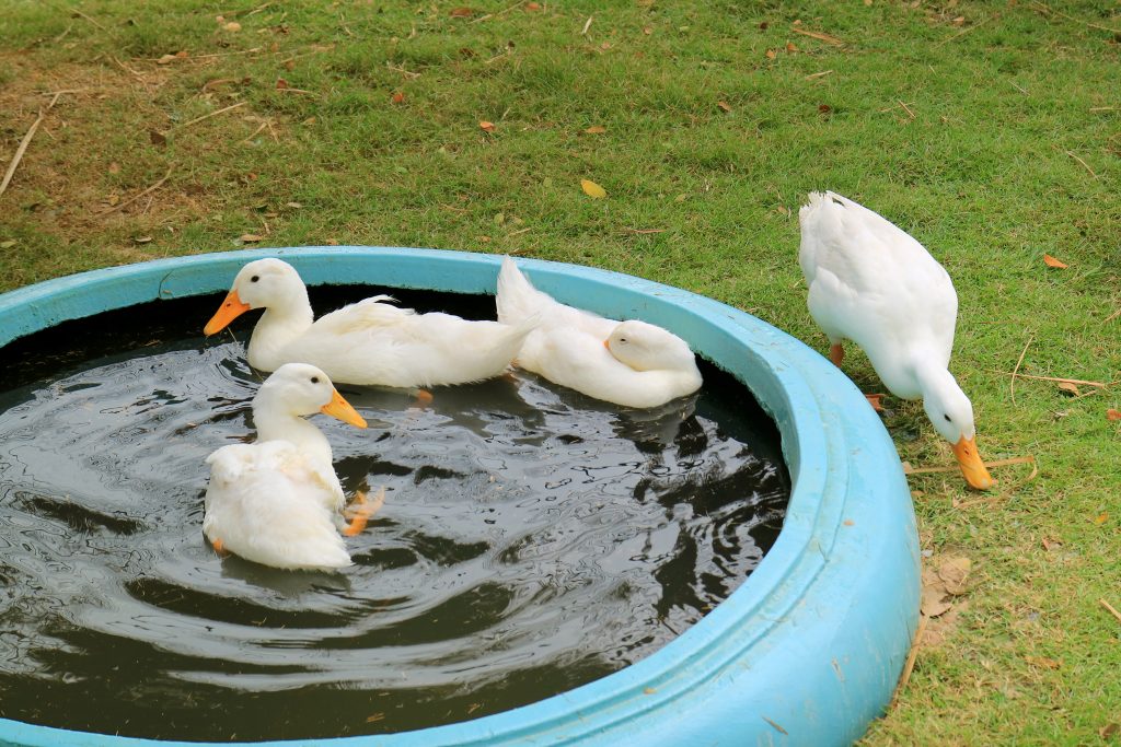 Flock of White Pekin Ducks Swimming and Relaxing in a Backyard Basin