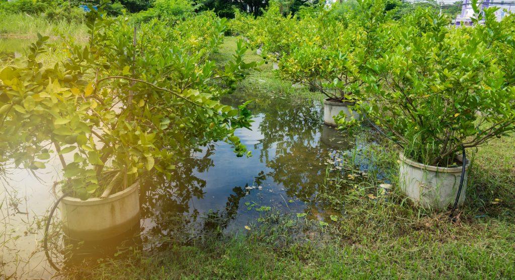 Flood lemon garden