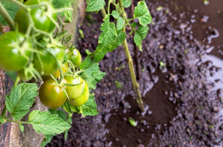 Flooded tomatoe plants in the farmers garden