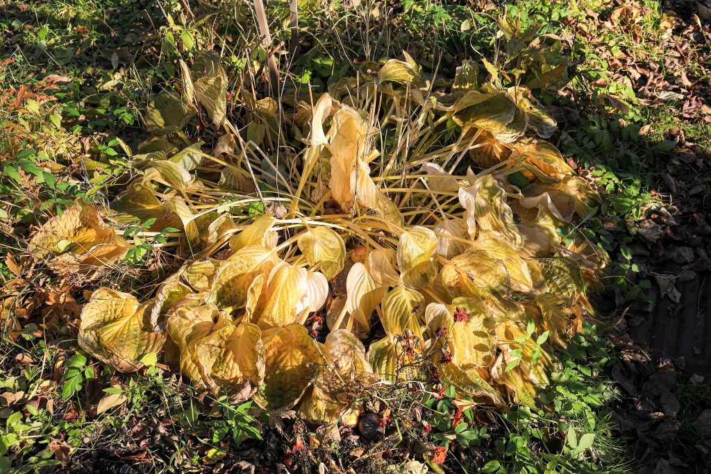 Flower leaves on the flower bed turned yellow and wilted after a severe frost